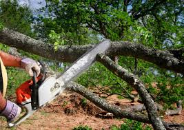 Professional Tree Removal in La Blanca, TX