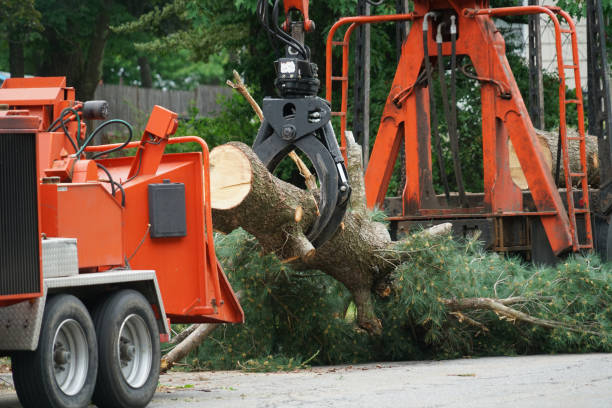 Best Emergency Tree Removal  in La Blanca, TX