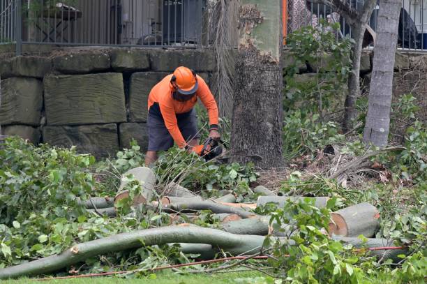 Best Hazardous Tree Removal  in La Blanca, TX